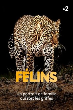 Félins streaming