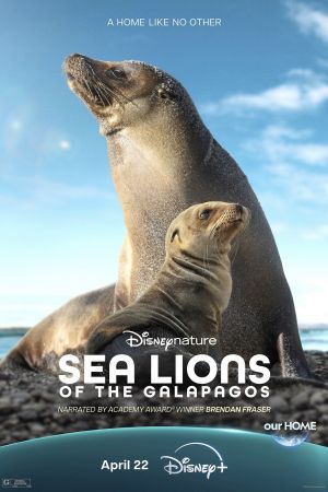 Otaries des Galápagos streaming